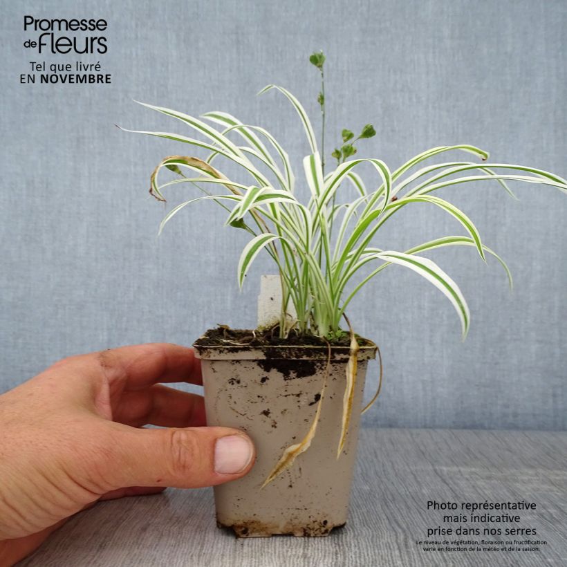Exemplaar van Arthropodium candidum Little Lilia Kweekpotje van 8/9 cm zoals geleverd in de herfst