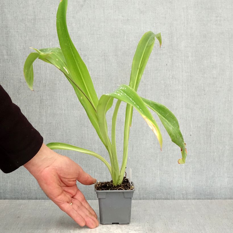 Exemplaar van Arthropodium cirratum Kweekpotje van 8/9 cm zoals geleverd in de lente