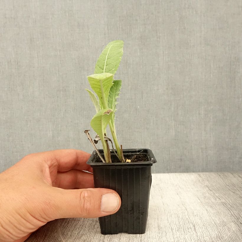 Exemplaar van Artisjok Grote groene van Laon- Cynara scolymus Kweekpotje van 7/8 cm zoals geleverd in de zomer