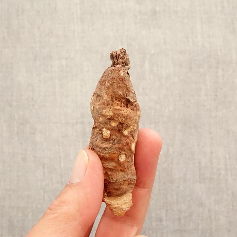 Example of Arum italicum - Italiaanse aronskelk Bol as you get in printemps