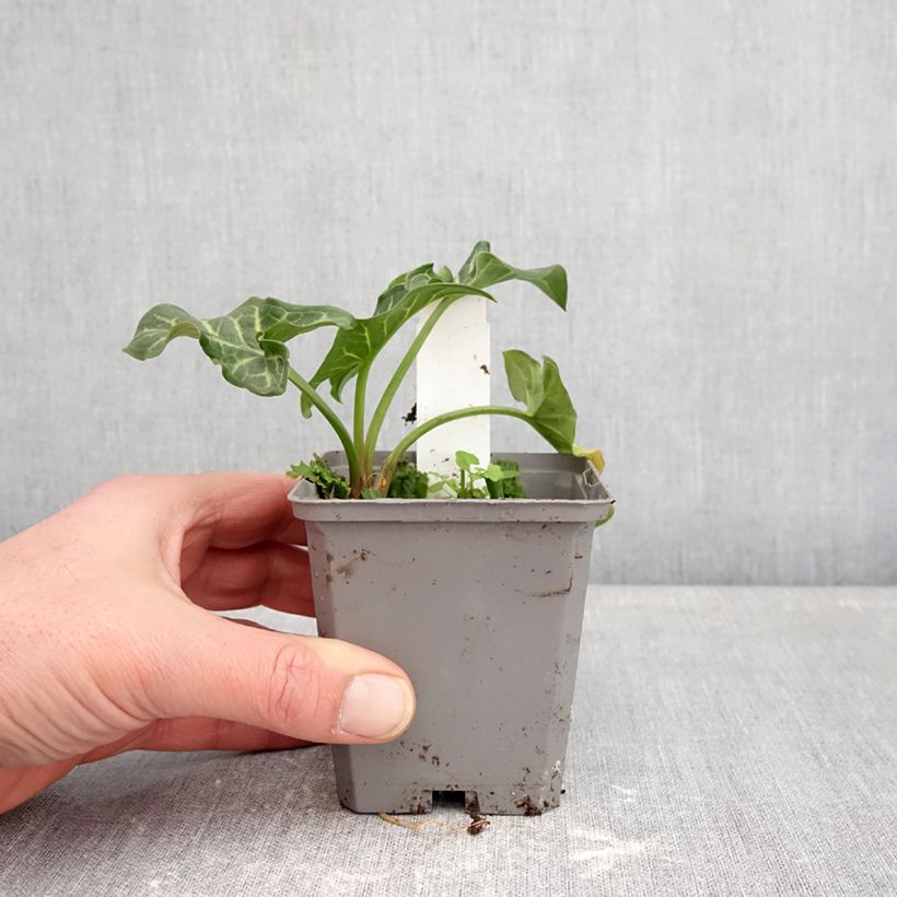 Example of Arum italicum - Italiaanse aronskelk Kweekpotje van 8/9 cm as you get in hiver