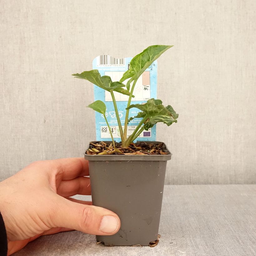 Exemplaar van Arum italicum - Italiaanse aronskelk Kweekpotje van 8/9 cm zoals geleverd in de lente