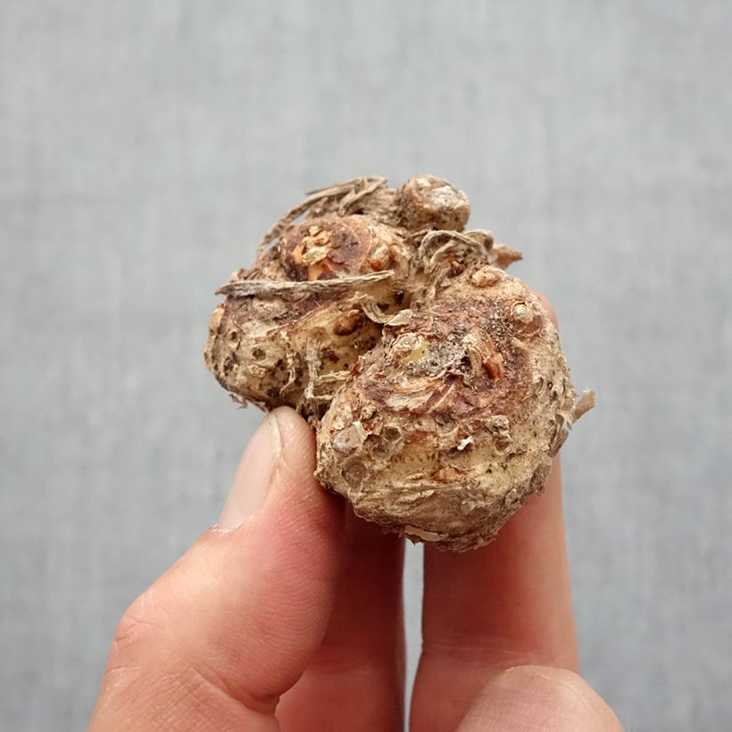 Exemplaar van Zantedeschia Majestic Red - Calla Bol kaliber 12+ zoals geleverd in de lente