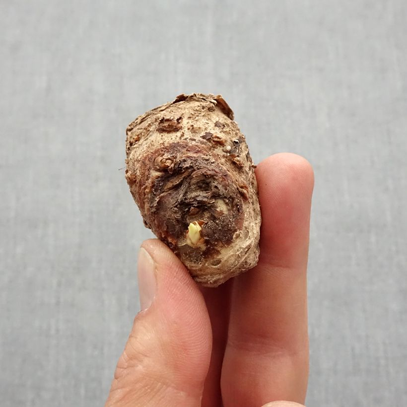 Example of Arum ou Calla bicolore - Zantedeschia Picasso Bol size 14+ as you get in printemps