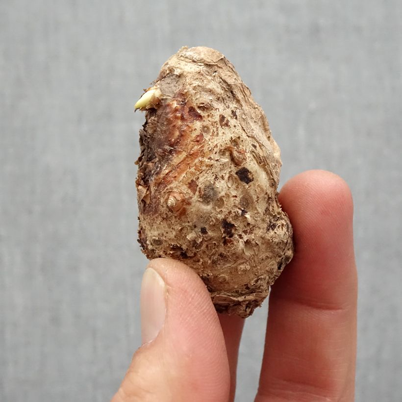 Exemplaar van Zantedeschia Captain Marbella - Calla Bol kaliber 14+ zoals geleverd in de lente