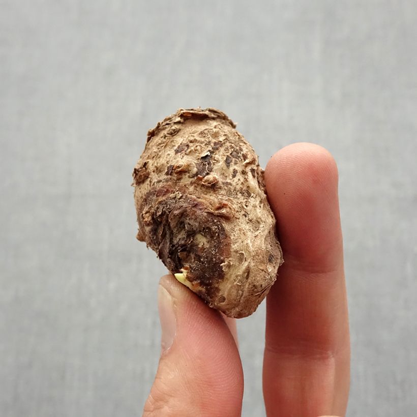 Example of Arum ou Calla blanc rosé - Zantedeschia Crystal Blush Bol Kaliber/Größe 14+ as you get in printemps