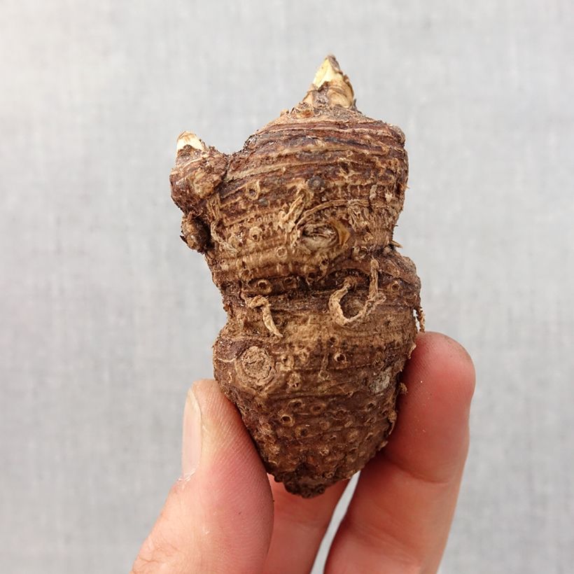 Example of Arum ou Calla blanc - Zantedeschia aethiopica Bol size 16+ as you get in printemps