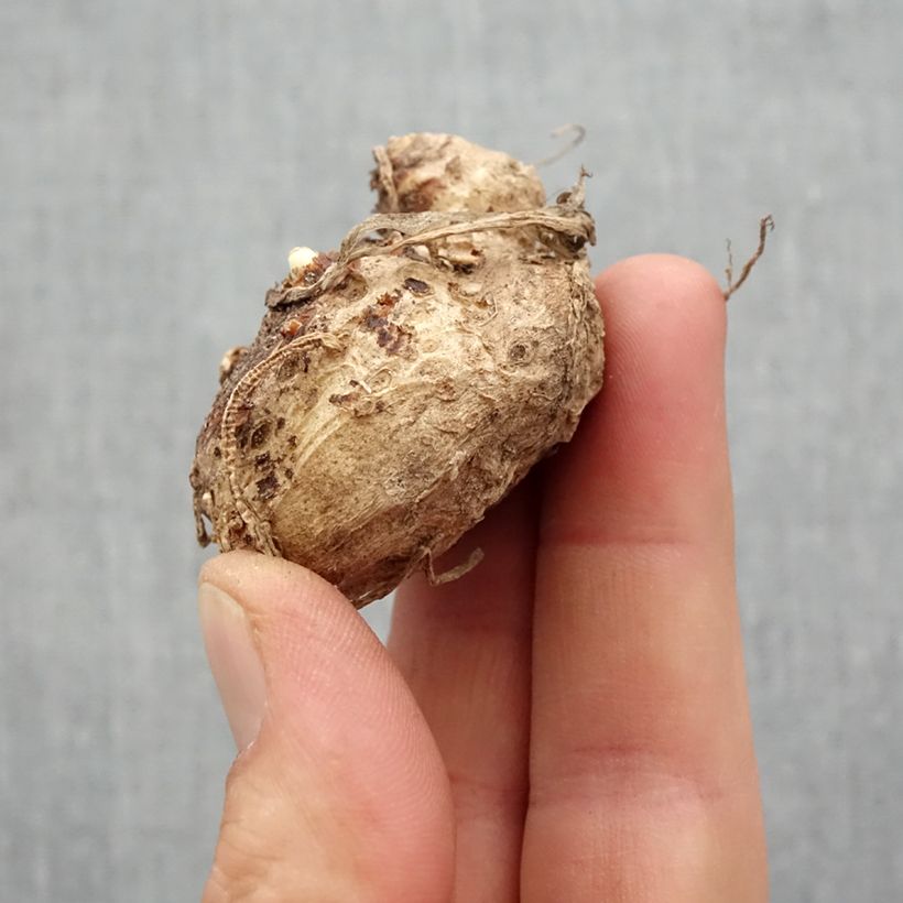 Example of Arum ou Calla jaune virant au rouge - Zantedeschia Flame  Bol size 14+ as you get in printemps