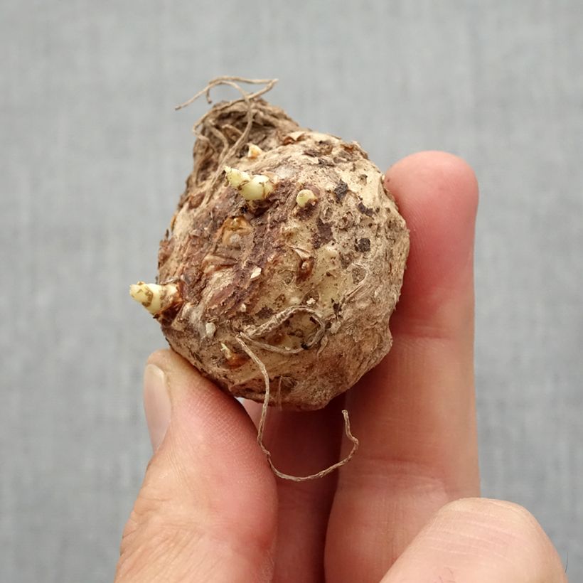 Example of Arum ou Calla jaune - Zantedeschia Black Eyed Beauty Bol Kaliber/Größe 14+ as you get in printemps