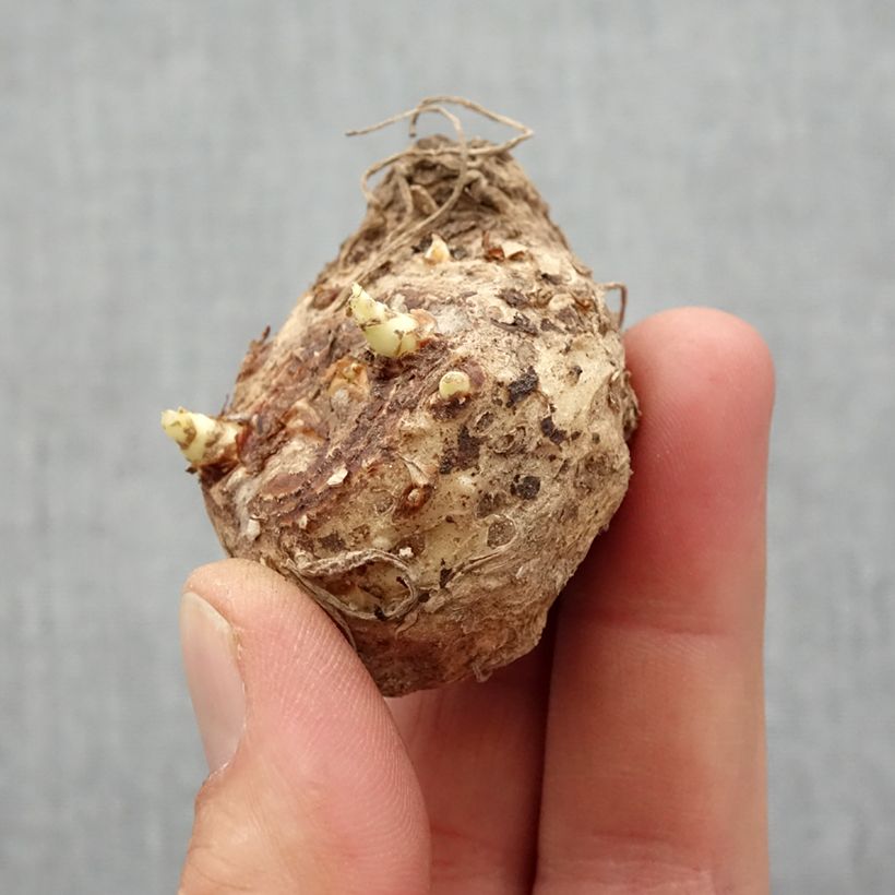 Exemplaar van Zantedeschia Lavender Gem - Calla Bol kaliber 14+ zoals geleverd in de lente