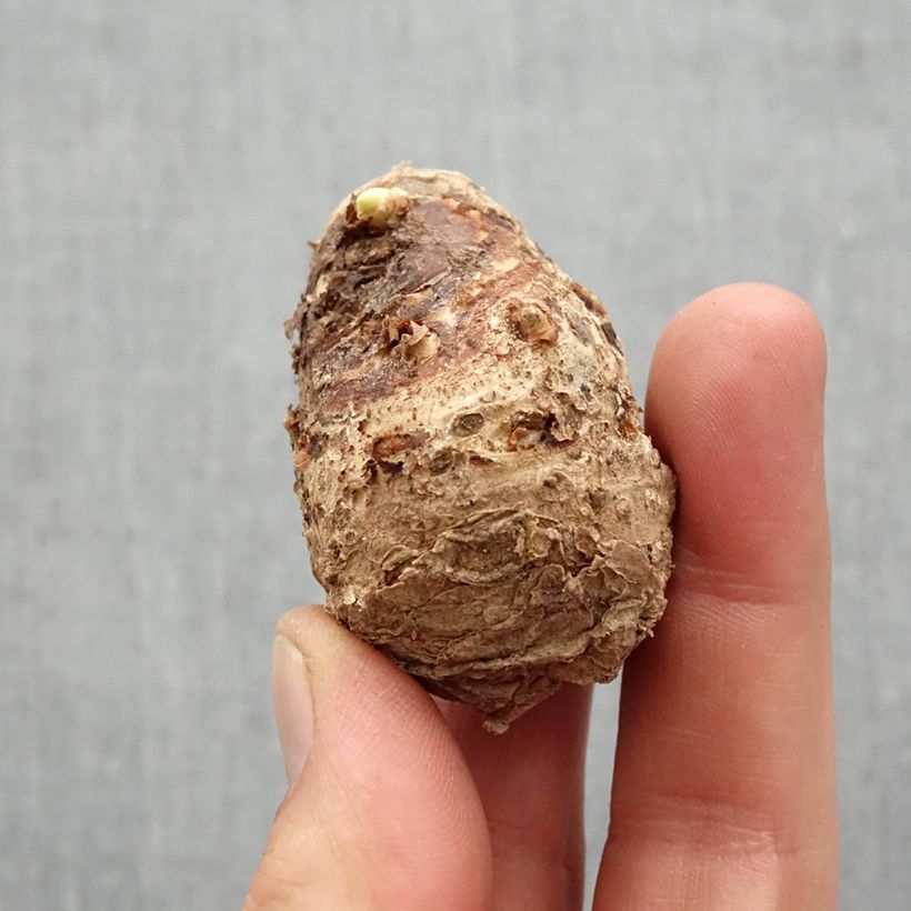 Example of Arum ou Calla rose - Zantedeschia Denver Bol Kaliber/Größe 14+ as you get in printemps