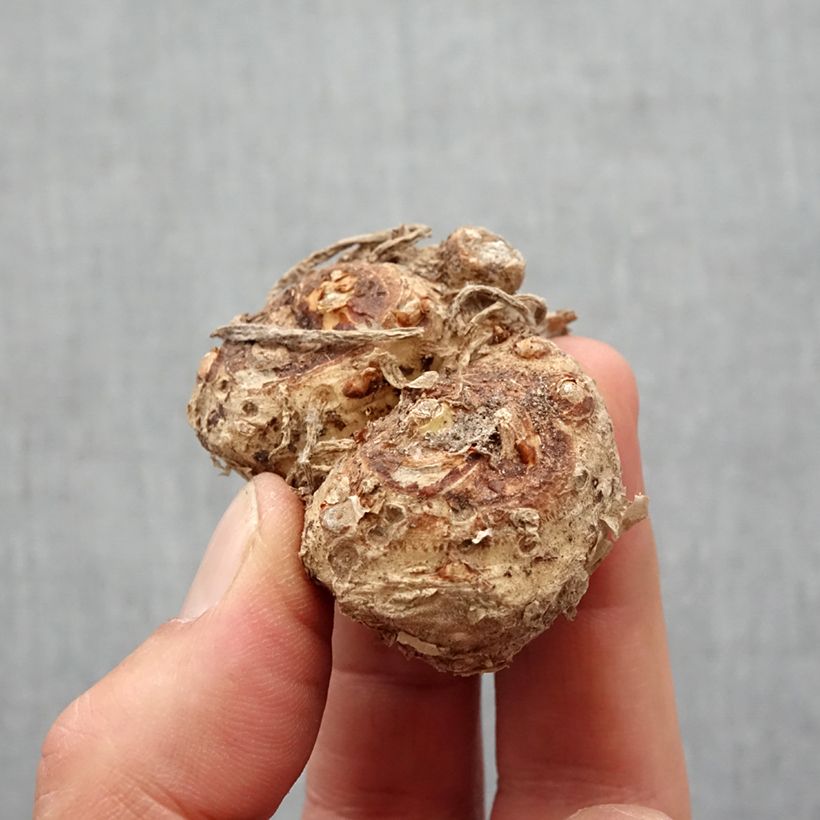 Example of Arum ou Calla rouge framboise - Zantedeschia Red Alert Bol Kaliber/Größe 14+ as you get in printemps