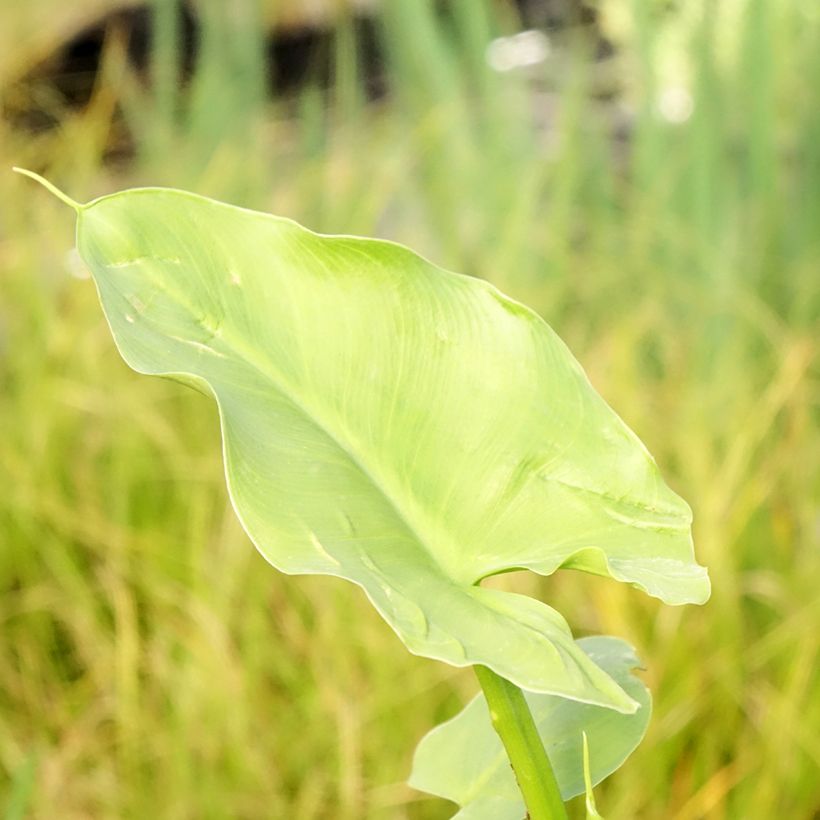 Zantedeschia aethiopica Green Goddess - Witte aronskelk (Blad)
