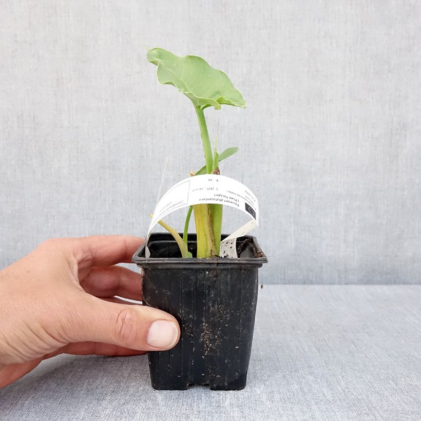 Example of Arum ou Calla vert - Zantedeschia Aethiopica Green Goddess Kweekpotje van 8/9 cm size 15+ as you get in printemps