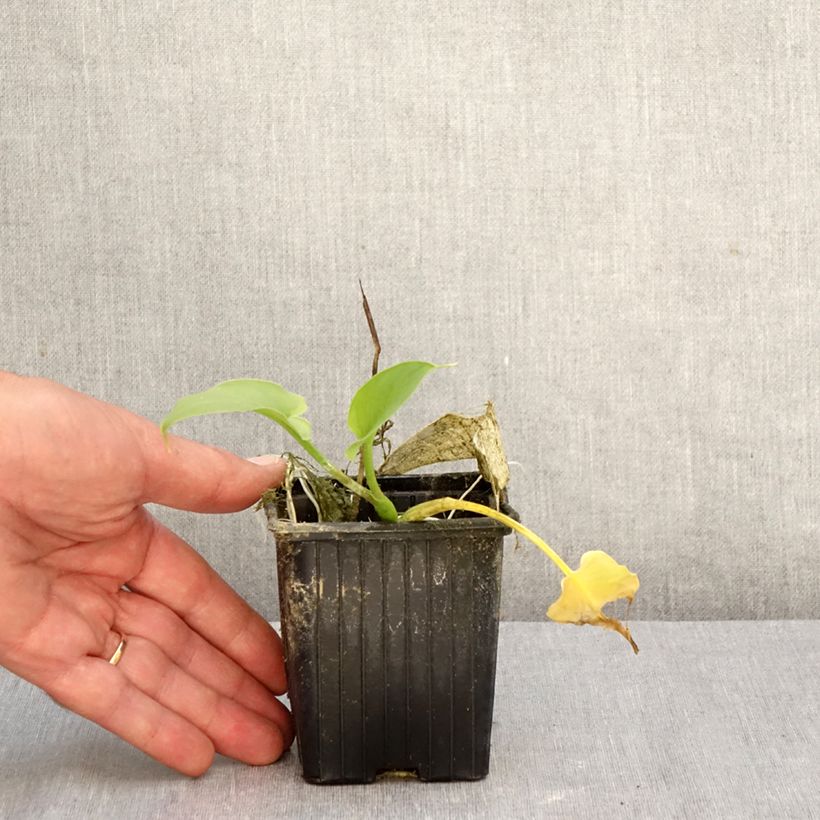 Exemplaar van Arum ou Calla vert - Zantedeschia Aethiopica Green Goddess Godet de 8/9 cm calibre 15+ zoals geleverd in de herfst
