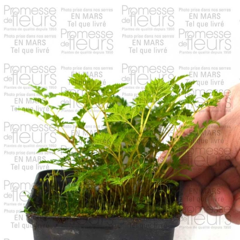 Voorbeeld van een exemplaar van Aruncus aethusifolius - Barbe de Bouc naine Godet de 8/9 cm zoals geleverd