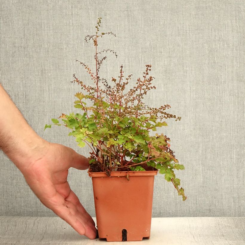 Exemplaar van Aruncus Chantilly Lace - Geitenbaard Pot van 1 l/1,5 l zoals geleverd in de zomer
