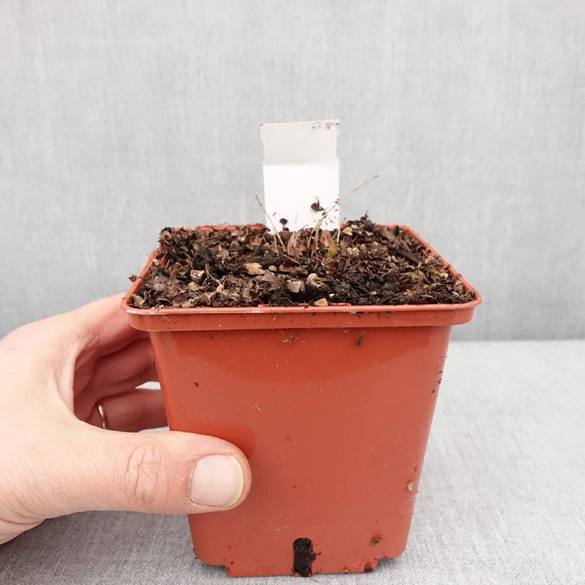 Example of Aruncus Chantilly Lace - Geitenbaard Pot van 1 l/1,5 l as you get in hiver