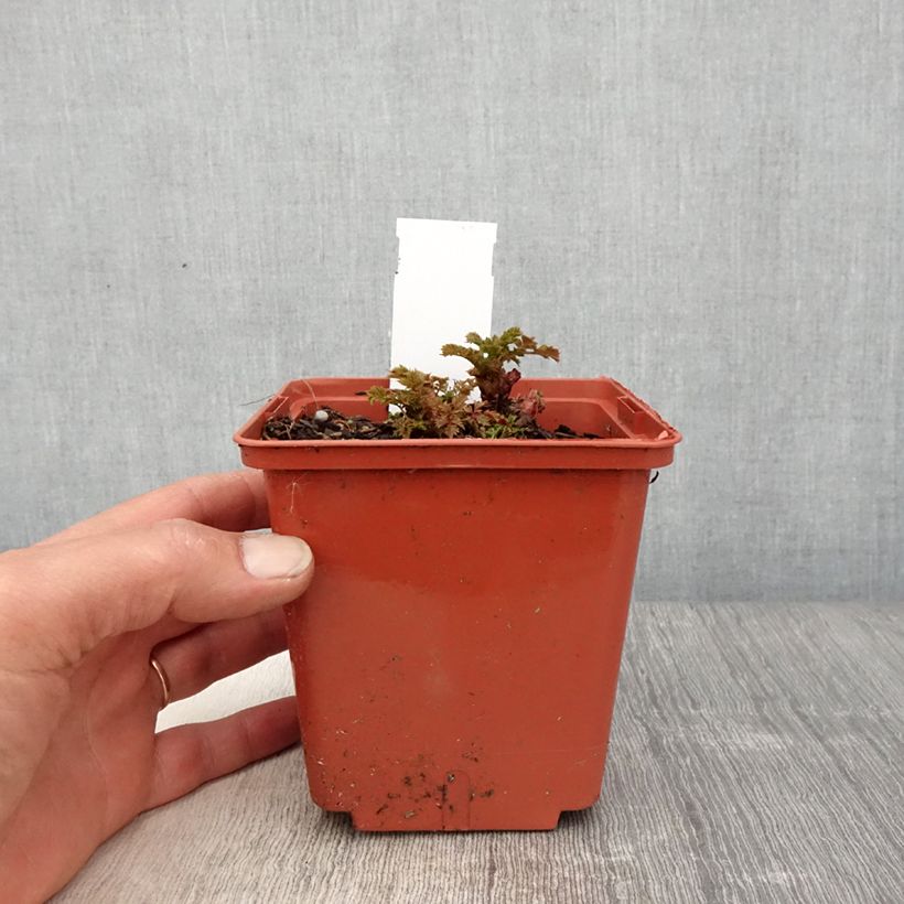 Exemplaar van Aruncus Chantilly Lace - Geitenbaard Pot van 1 l/1,5 l zoals geleverd in de lente