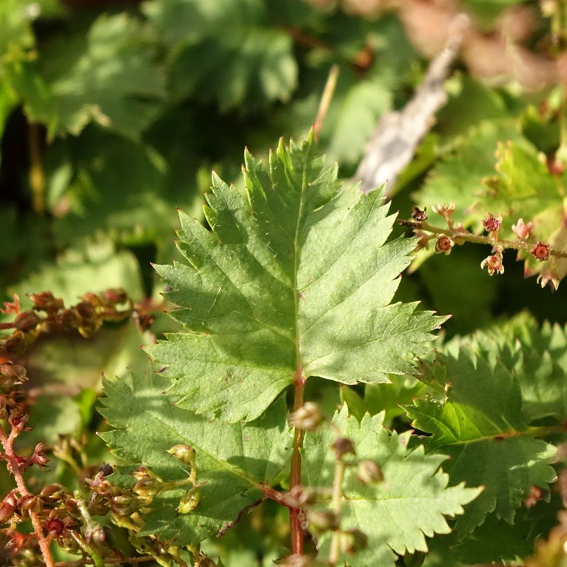 Aruncus dioïcus var. kamtschaticus - Geitenbaard (Blad)