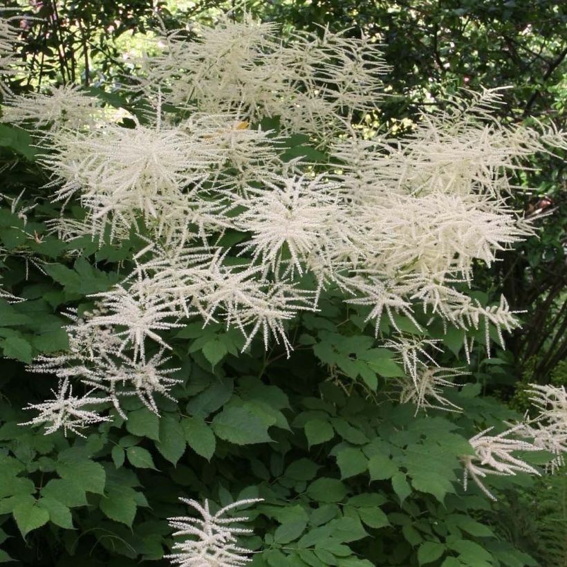 Aruncus dioïcus sylvestris - Geitenbaard (Flowering)