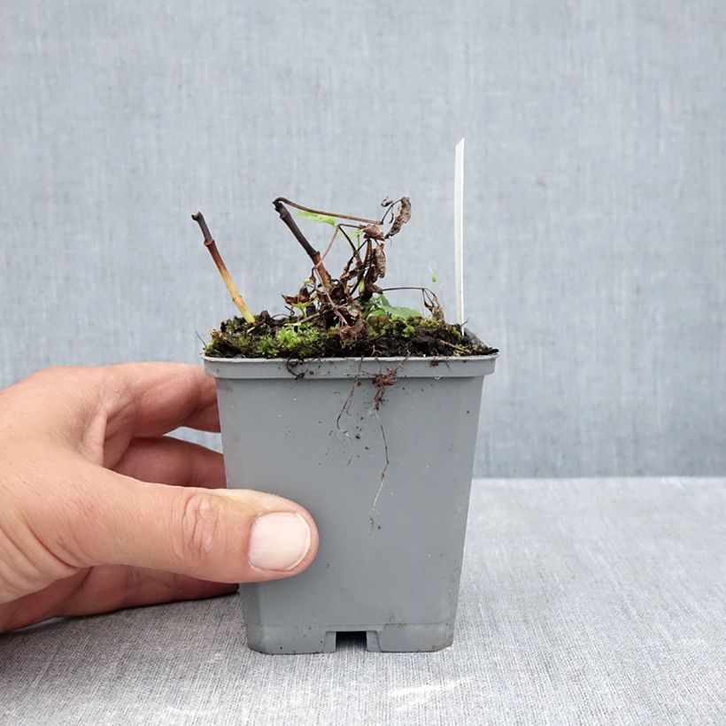 Exemplaar van Aruncus dioïcus sylvestris - Geitenbaard Kweekpotje van 7/8 cm zoals geleverd in de herfst