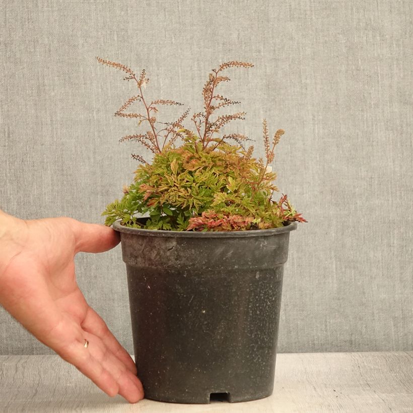 Exemplaar van Aruncus dioicus x aethusifolius Guinea Fowl - Geitenbaard Pot van 2 l/3 l zoals geleverd in de zomer