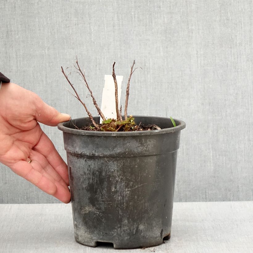 Exemplaar van Aruncus dioicus x aethusifolius Guinea Fowl - Geitenbaard Pot van 2 l/3 l zoals geleverd in de lente