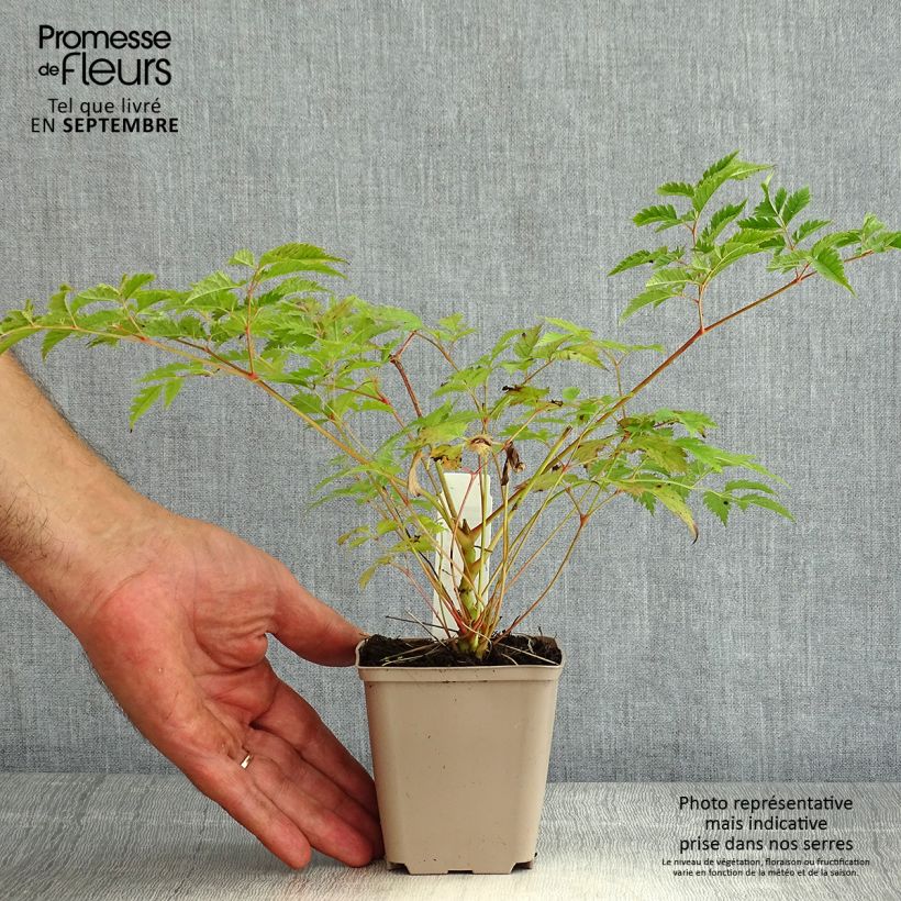 Exemplaar van Aruncus aethusifolius x dioicus Horatio - Geitenbaard Kweekpotje van 8/9 cm zoals geleverd in de zomer