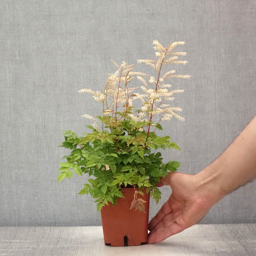 Exemplaar van Aruncus aethusifolius x dioicus Misty Lace - Geitenbaard Pot van 1 l/1,5 l zoals geleverd in de zomer