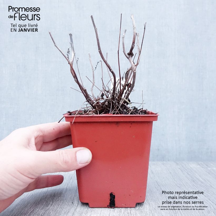 Example of Aruncus hybride Misty Lace - Barbe de bouc Pot van 1 l/1,5 l as you get in hiver