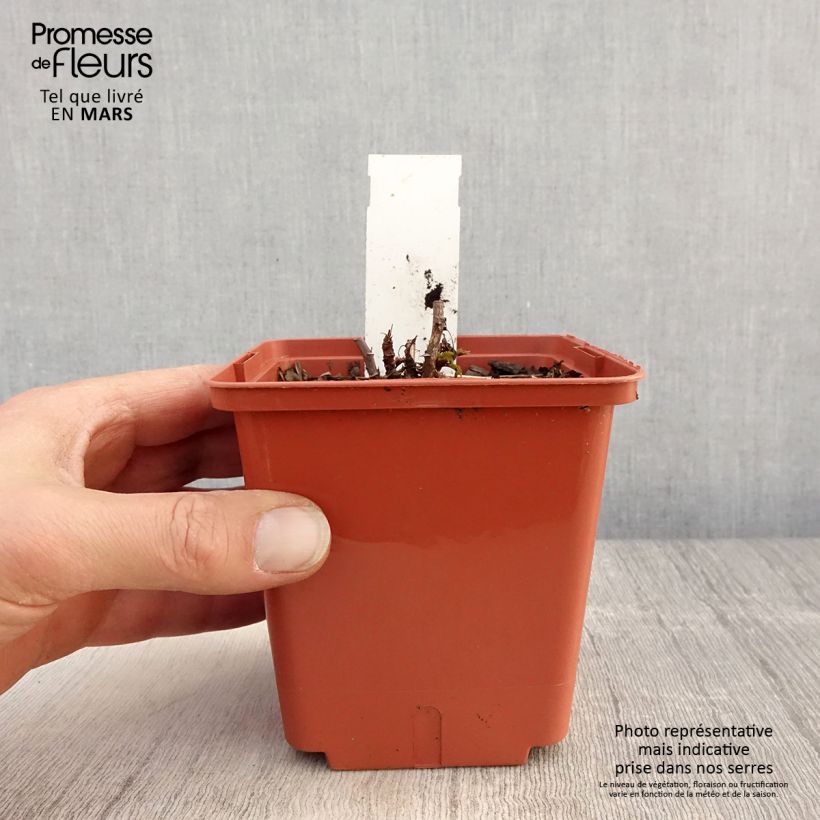 Exemplaar van Aruncus aethusifolius x dioicus Misty Lace - Geitenbaard Pot van 1 l/1,5 l zoals geleverd in de lente