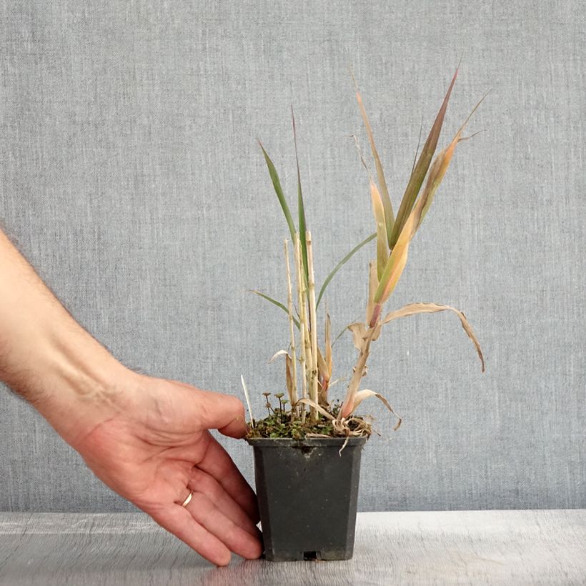 Exemplaar van Arundo donax - Reuzenriet Kweekpotje van 8/9 cm zoals geleverd in de herfst