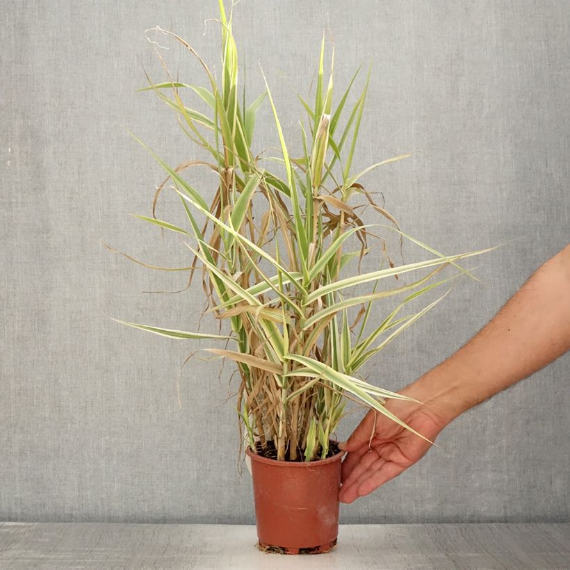 Exemplaar van Arundo donax Ely - Reuzenriet Pot van 1 l/1,5 l zoals geleverd in de zomer
