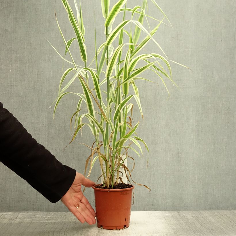 Exemplaar van Arundo donax Versicolor - Reuzenriet Pot van 1 l/1,5 l zoals geleverd in de herfst