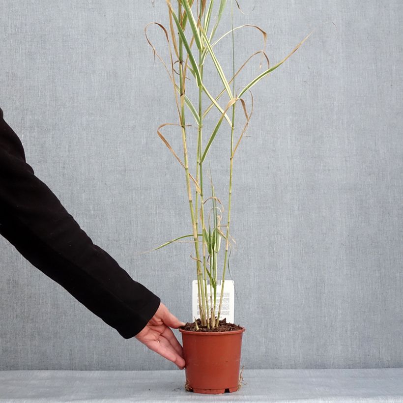 Example of Arundo donax Variegata Versicolor - Canne de Provence Pot van 1 l/1,5 l as you get in hiver