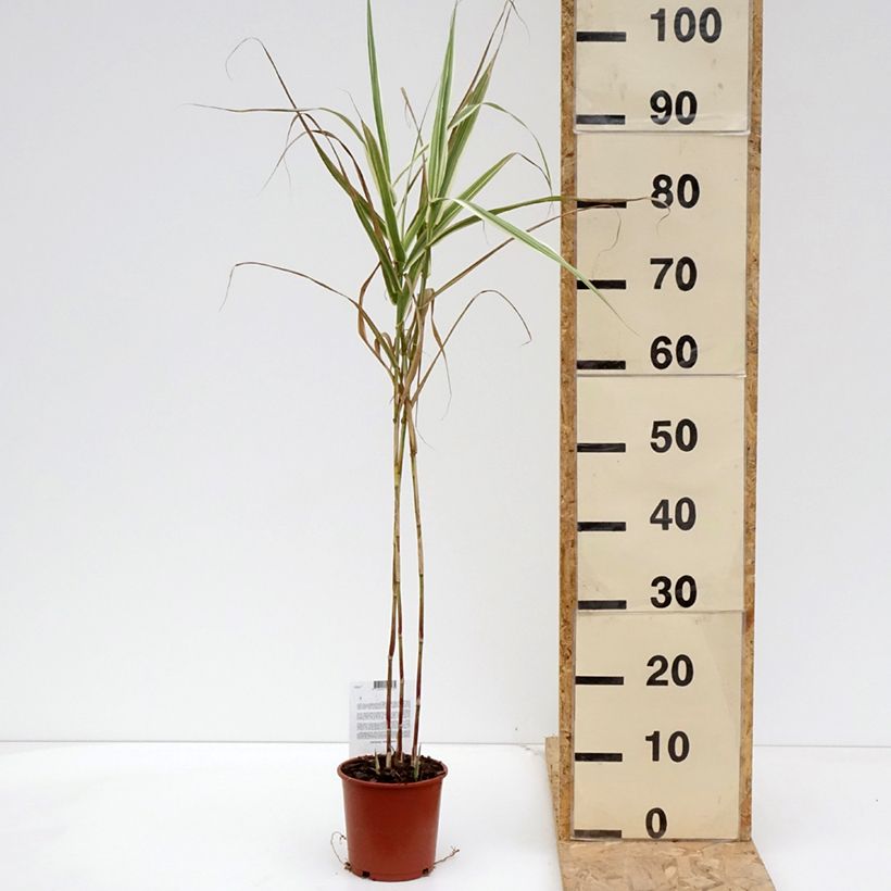 Exemplaar van Arundo donax Versicolor - Reuzenriet Pot van 1 l/1,5 l zoals geleverd in de lente