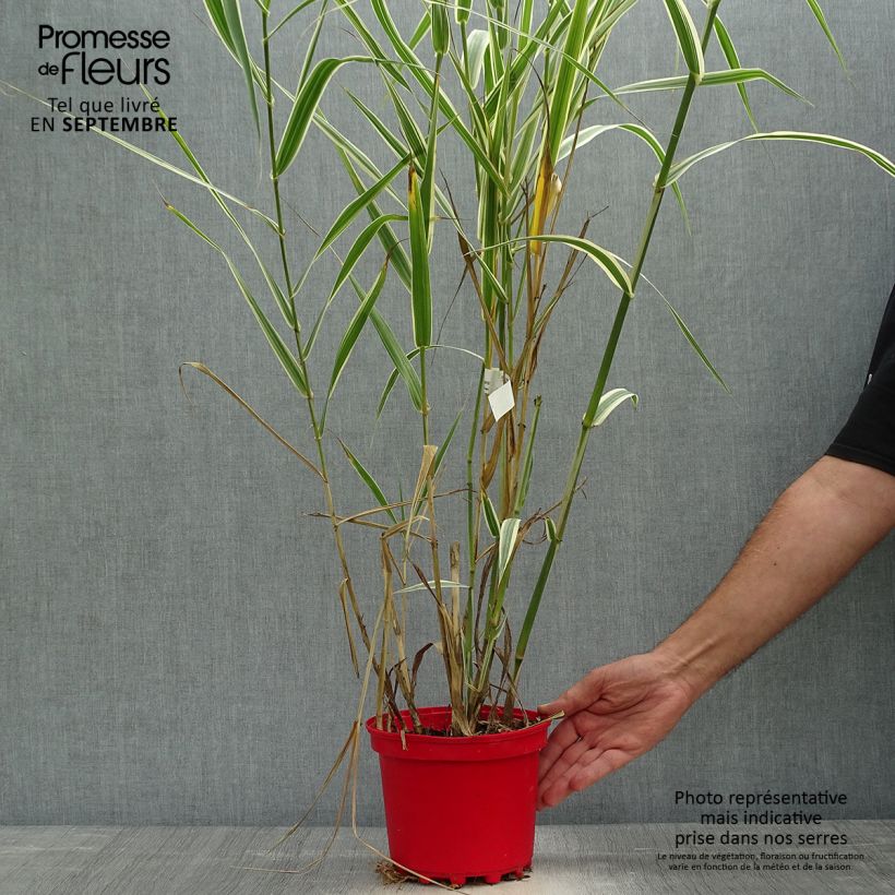 Exemplaar van Arundo donax Versicolor - Reuzenriet Pot van 3 l/4 l zoals geleverd in de herfst