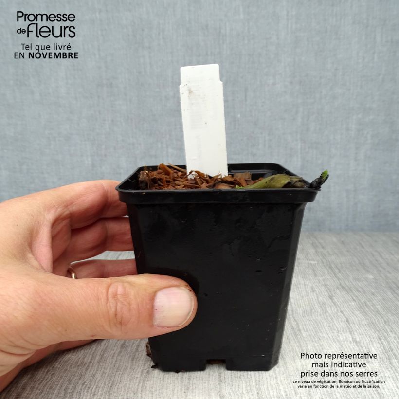 Exemplaar van Asarum canadense - Canadese mansoor Kweekpotje van 8/9 cm zoals geleverd in de herfst