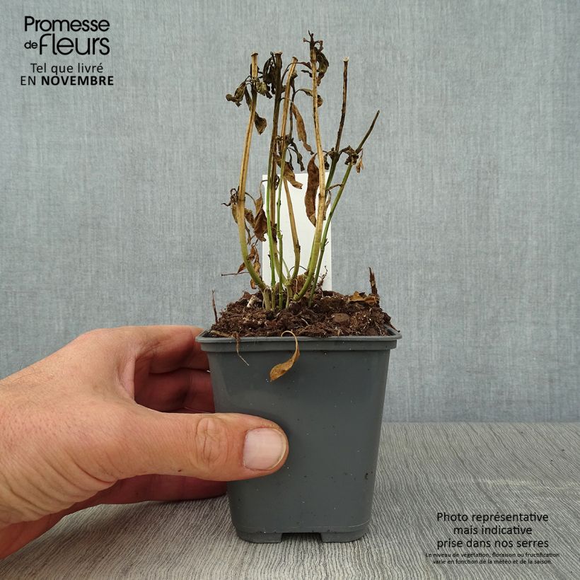 Exemplaar van Asclepias curassavica - Frederiksbloem Kweekpotje van 8/9 cm zoals geleverd in de herfst