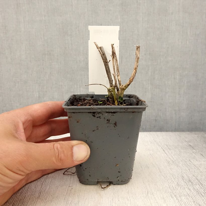 Exemplaar van Asclepias curassavica - Frederiksbloem Kweekpotje van 8/9 cm zoals geleverd in de lente