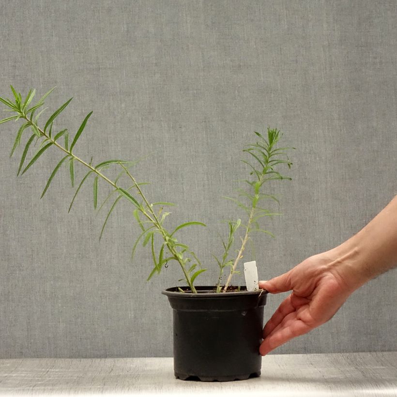 Exemplaar van Asclepias tuberosa - Knolzijdeplant Pot van 2 l/3 l zoals geleverd in de zomer