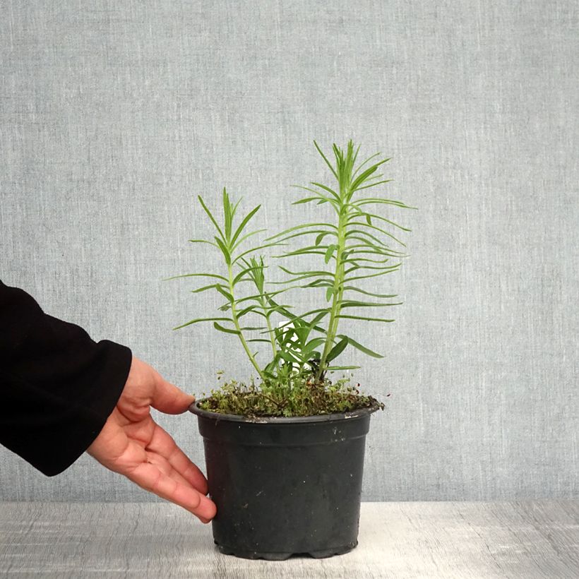 Exemplaar van Asclepias tuberosa - Knolzijdeplant Pot van 2 l/3 l zoals geleverd in de lente
