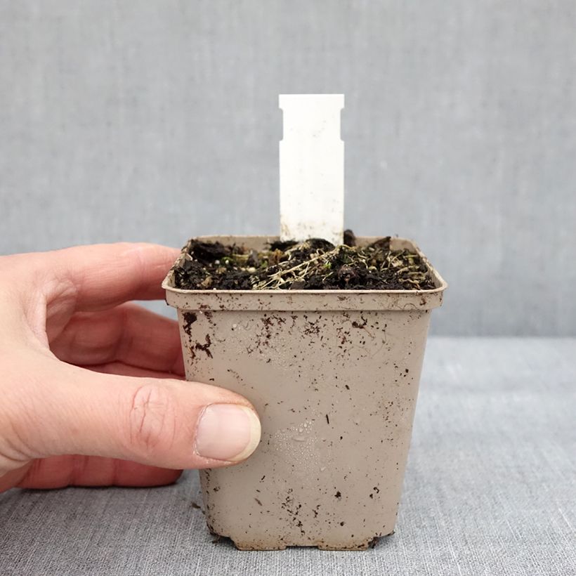 Example of Asclepias tuberosa Hello Yellow - Knolzijdeplant Kweekpotje van 8/9 cm as you get in hiver