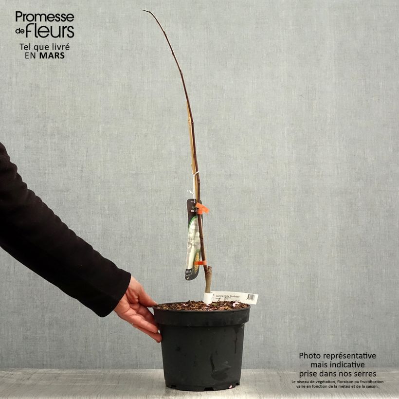 Exemplaar van Pawpaw Sunflower - Asimina triloba Pot van 4 l/5 l zoals geleverd in de lente