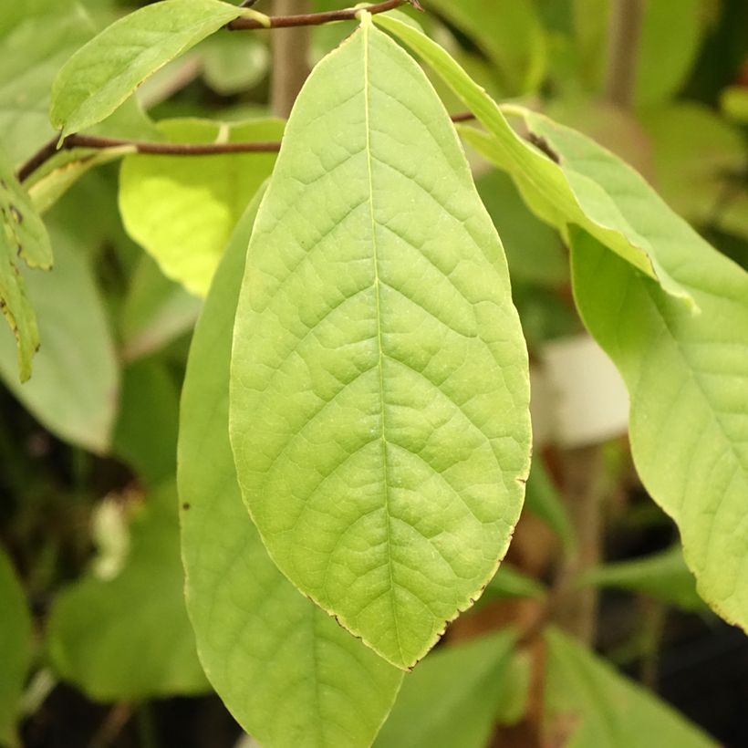 Pawpaw - Asimina triloba (Blad)