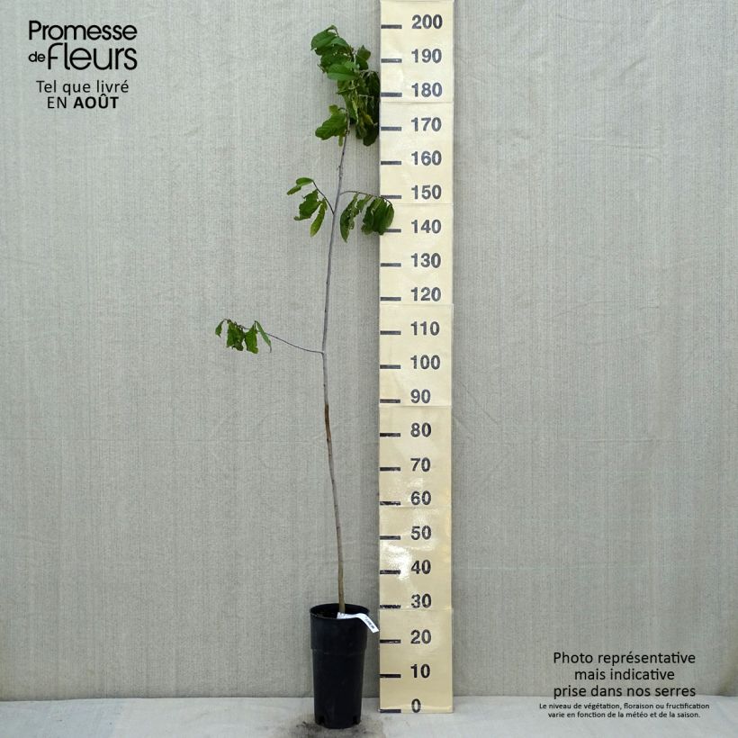 Exemplaar van Pawpaw - Asimina triloba Pot van 2 l/3 l zoals geleverd in de zomer