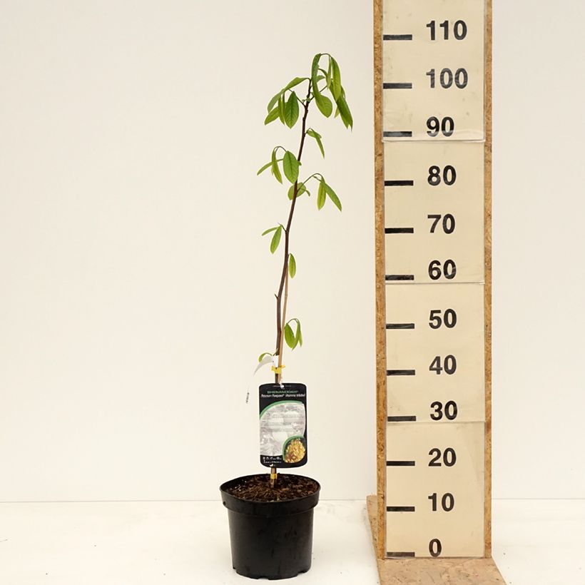 Exemplaar van Pawpaw Shenandoah - Asimina triloba Pot van 3 l/4 l zoals geleverd in de lente