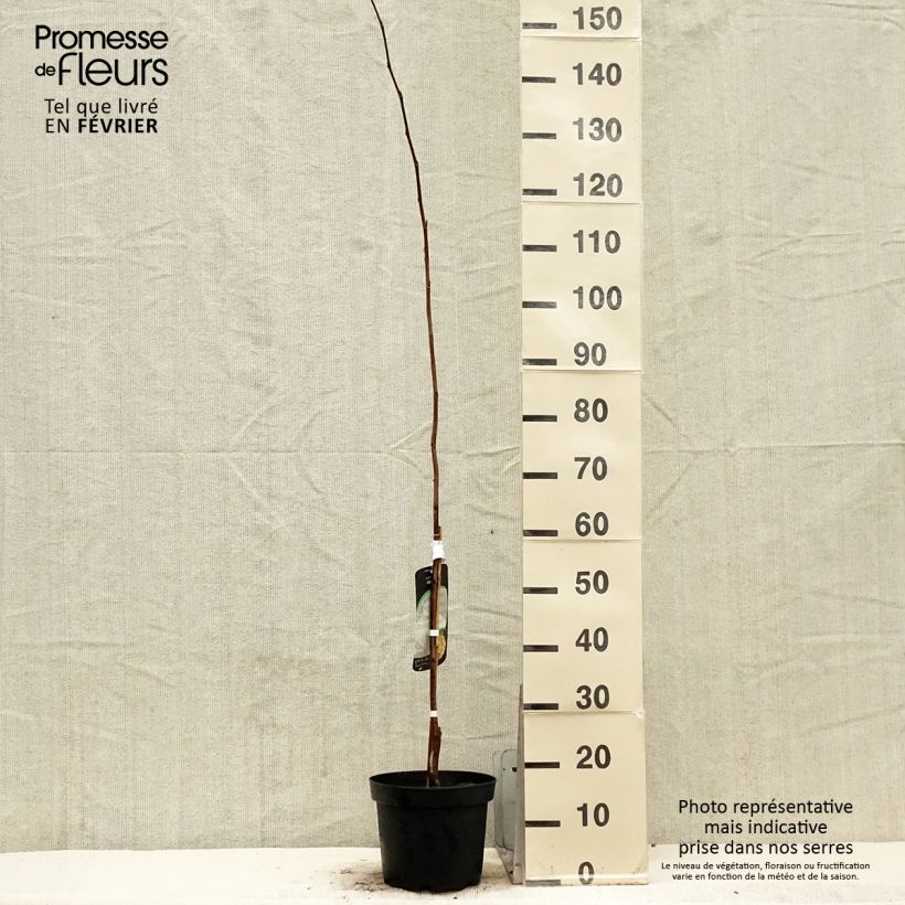 Exemplaar van Pawpaw Wells - Asimina triloba Pot van 4 l/5 l zoals geleverd in de winter