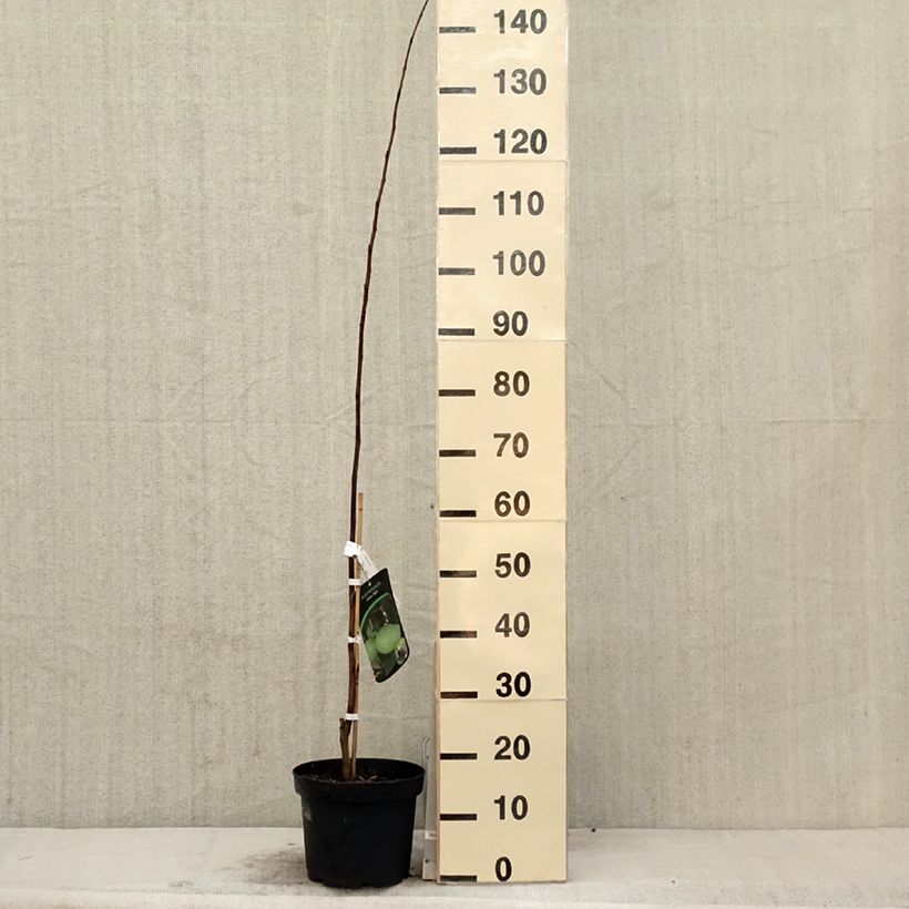 Exemplaar van Pawpaw Wells - Asimina triloba Pot van 4 l/5 l zoals geleverd in de lente